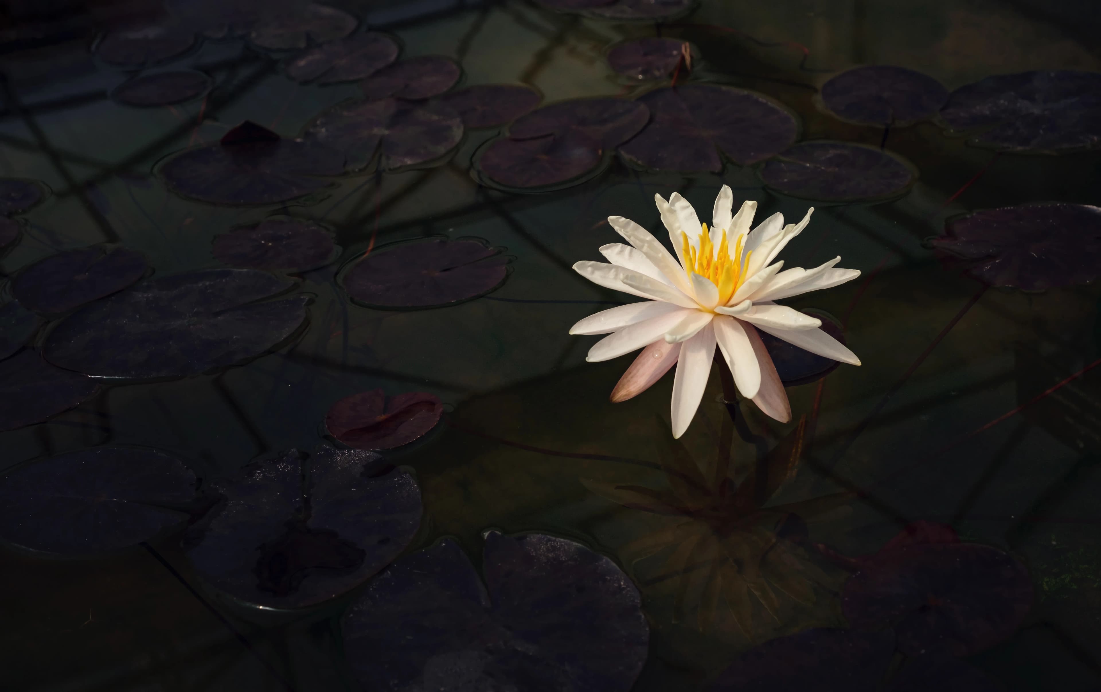 Photo of Resch Chiropractic